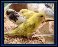 Yellow and green parakeet - Parakeets