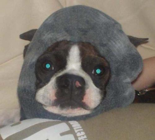 Bubba, my little brother the Boston Terrier - Bubba in his scrunchi!