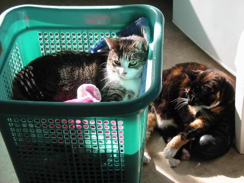 My cats - This is a photo of my 2 cats relaxing, this is what they do all day, oh what a life!