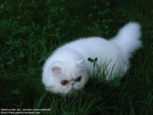cat - i love cats