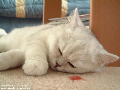 cat - i love cats