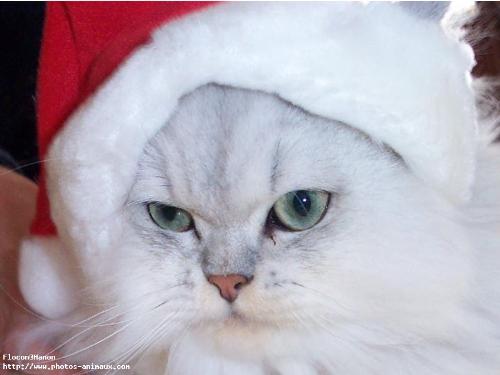 cat - i love cats