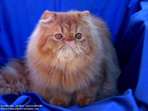 cat - i love cats