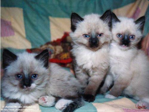 cat - i love cats