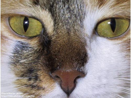 cat - i love cats