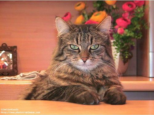 cat - i love cats