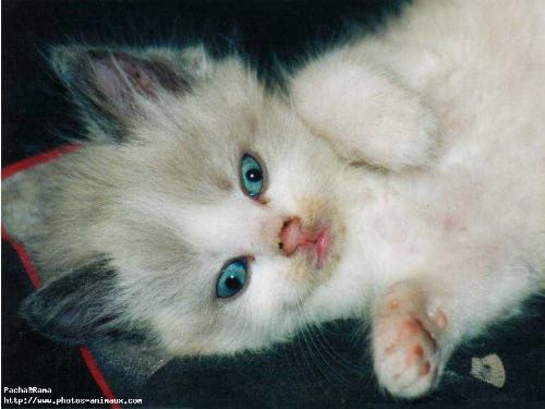 cat - i love cats