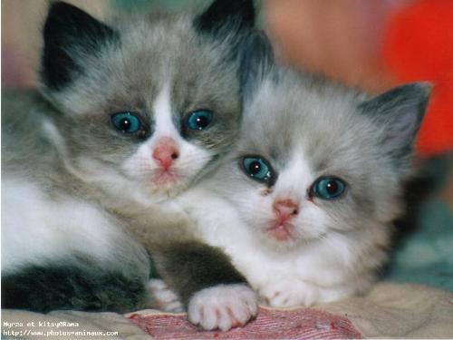 cat - i love cats