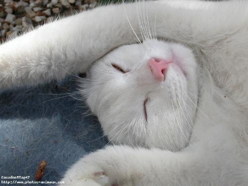 cat - i love cats