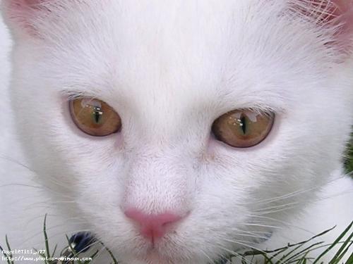 cat - i love cats