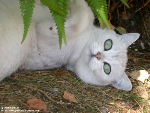cat - i love cats