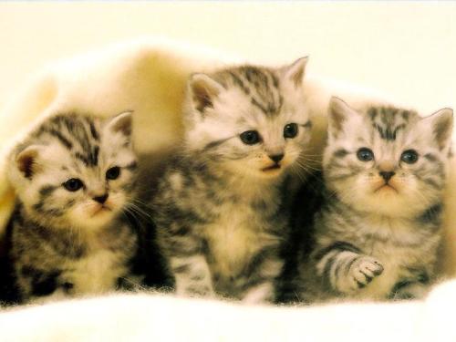 cat - i love cats