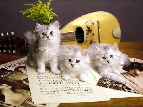 cat - i love cats