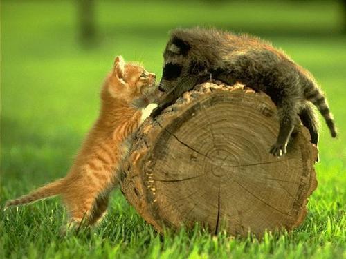 cat - i love cats