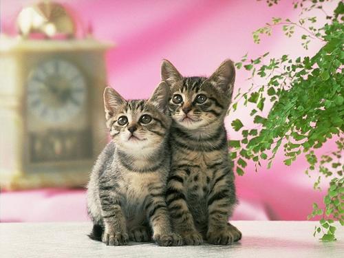 cat - i love cats