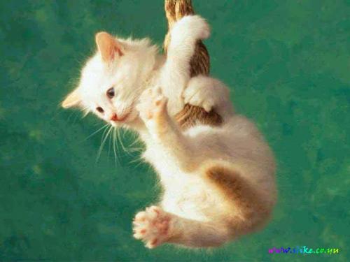 cat - i love cats