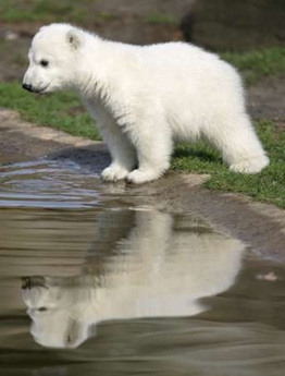 knut the polar bear cub - this polar bear cub is sooooo cute! knut the polar bear cub - this polar bear cub is sooooo cute!