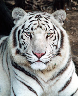 white tiger - the most endangered species !! save them guys  hardly 3 to 5 in numbers left !!