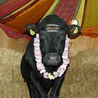 Shambo the Temple Bull - This is Shambo the Temple Bull in Skandavale Wales. Go to www.wevaluelife.org to get details of Shambo and sign an online petition against Shambo being killed.