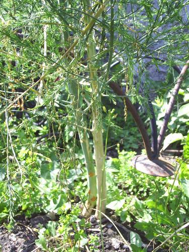 Fresh Asparagus - You can't ge asparagus any fresher than if you grow it yourself. Here ismy crop from this spring.