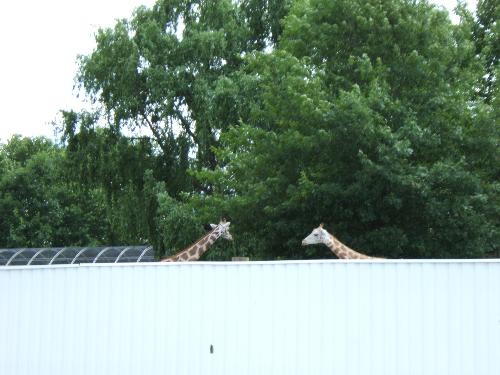 Wildlife In New Jersey. Wow!!! - I saw 3 giraffes on my way to work. So I had to take my camera with me to prove I wasn't just dreaming or even tripping.