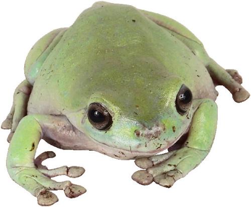 Library Frog - Please beware of this library frog...it has been known to sneak into the library and scare the fire out of little children......LMAO