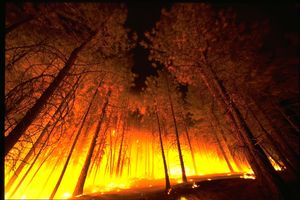 Forest Fire - I'll be really scared of fire if I'm trapped inside a burning building or forest on fire.