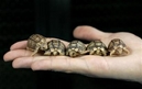 LIttle Tortoise ! - Cute Animal ! LIttle Tortoise ! - Cute Animal !