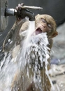 Thirsty Monkey - What You THink About Monkey Thirsty Monkey - What You THink About Monkey