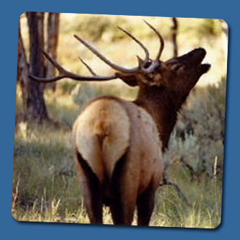 Wildlife Poachers, A Big Threat - The picture depicts a wildlife elk...I have read that these animals are among the most sought after by poachers for their illegal activities. I say, enough is enough. Our laws should protect wildlife, lest they will be doomed to extinction.