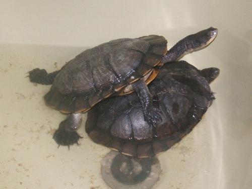 Turtles - These are the 2 Long necked turtles we have - both were saved but will be released as soon as we can find somewhere suitable. If nowhere nearby can be found we'll make them an enclosure of their own somewhere in the backyard!