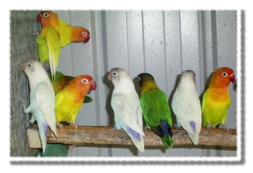 Love Birds - These are some of the lovebirds we have here - most are bright & colourful - they are also always in pairs since they get lonely without a mate!