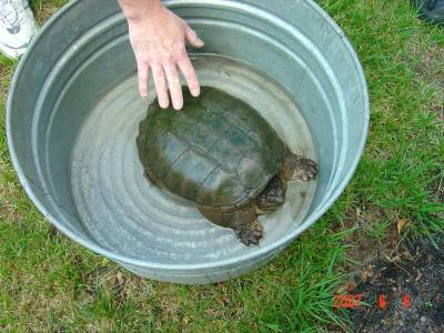 Large Snapping Turtle - Picture of a HUGE snapping turtle that we found at our neighbors.