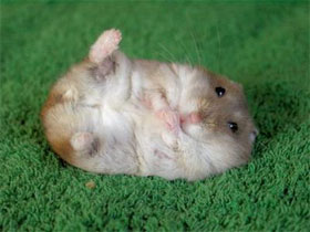 cute hamster - so adorable, mine never relaxes this way.
