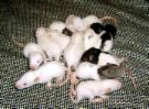 Rats - Alot Of Rats