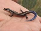 Skink - Skink - A reptile