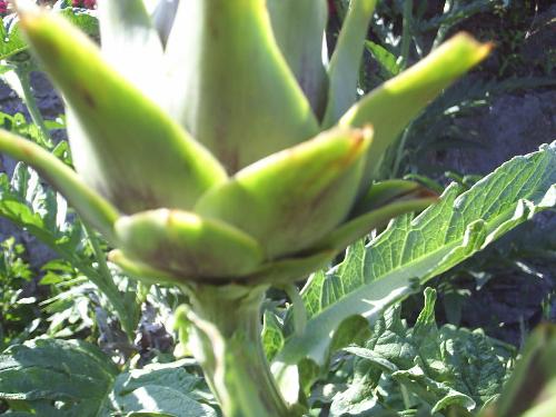 Artickoke - A home grown artichoke. Home grwn vegetables are the healthiest, and the tastiest!