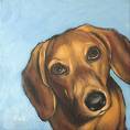 Dachshund Dog - A Dachshund(wiener) dog