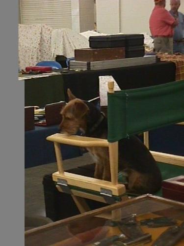 Harley - This Harley in his chair waiting at a gun show for me to come back and pet him...he gets more attention at the shows then our guns do and he has to say hello to everyone just like he does everyday here at our store...