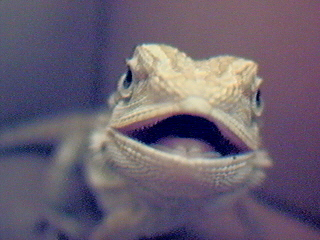 baby bearded dragon - baby bearded dragon