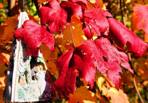 Fall - Fall in NB