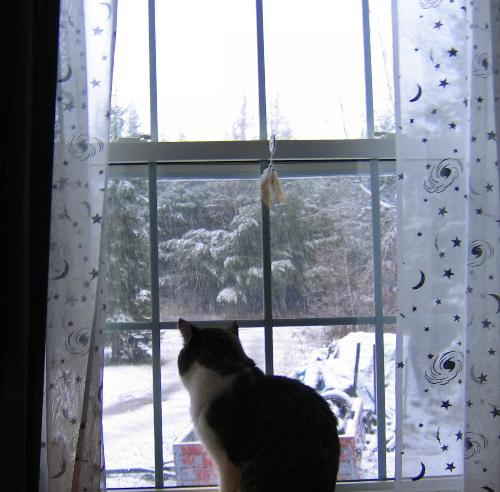 Winter Cat - Looking out my window