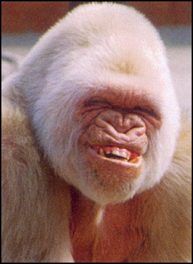 smiling gorilla - This will bring a smile to your face