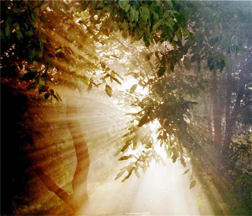 Sun - sun in the forest