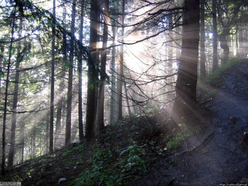 Sun - Sun in the forest
