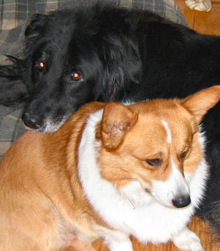 Teddy and Nigel - Nigel RIP