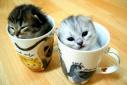 kittens - cute kitten picture