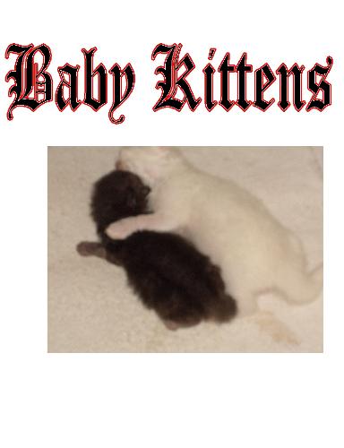 Kitten - Two baby kittens