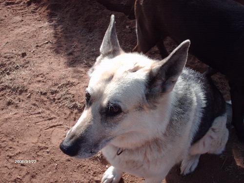 White-Face - Our little White-Face girl.