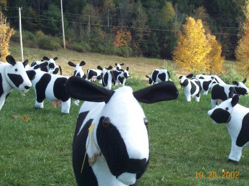 Cows - Field of Cows